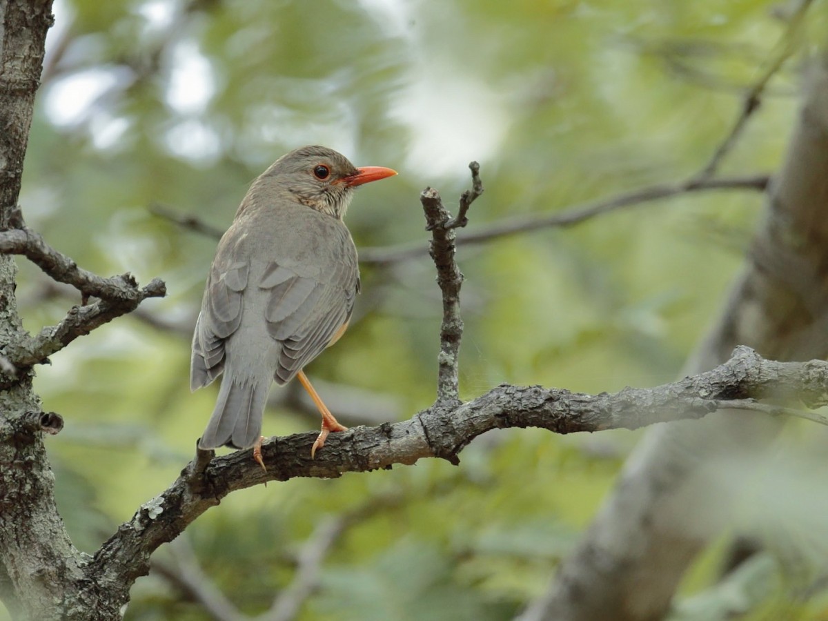 Kurrichane Thrush - Amit Bandekar