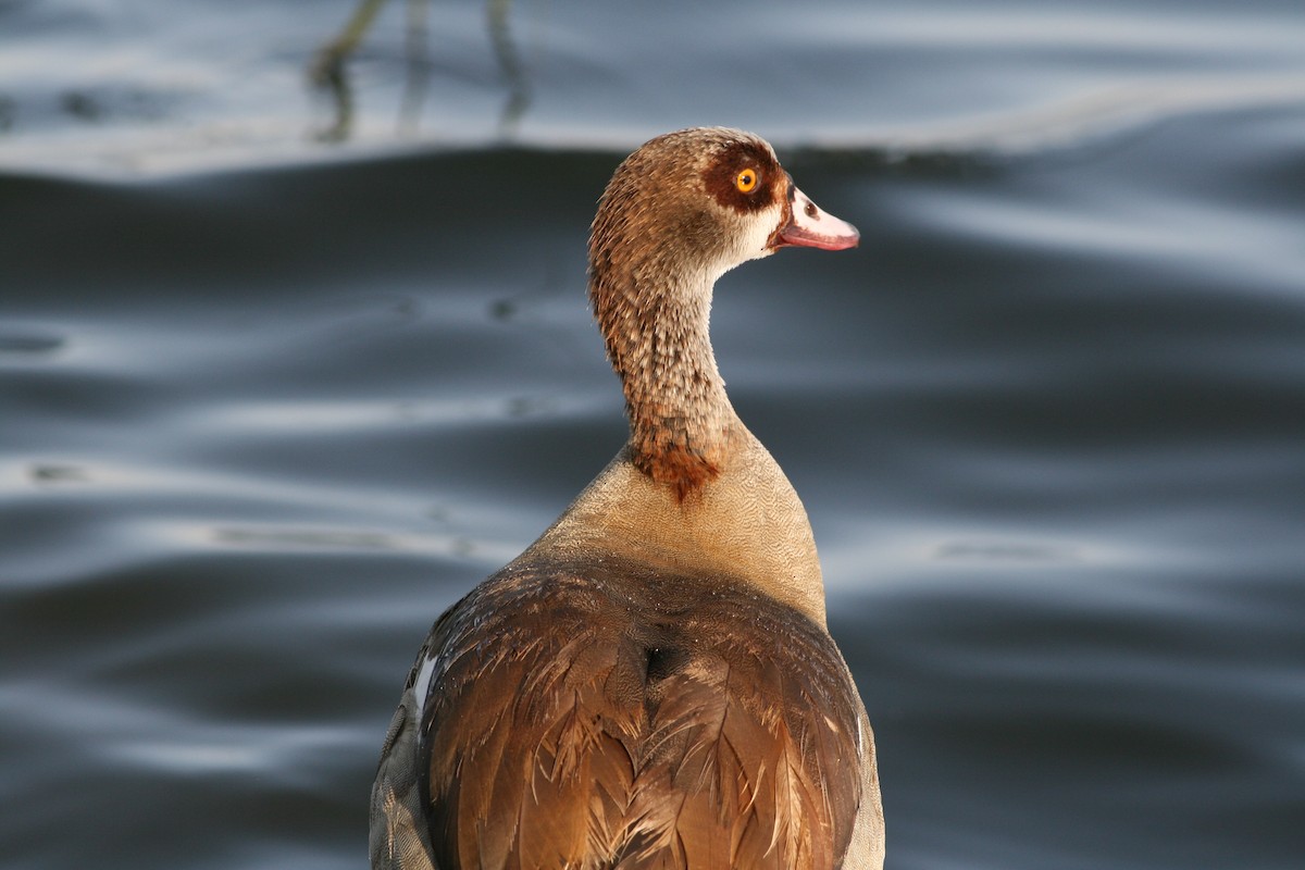 Egyptian Goose - ML364548291