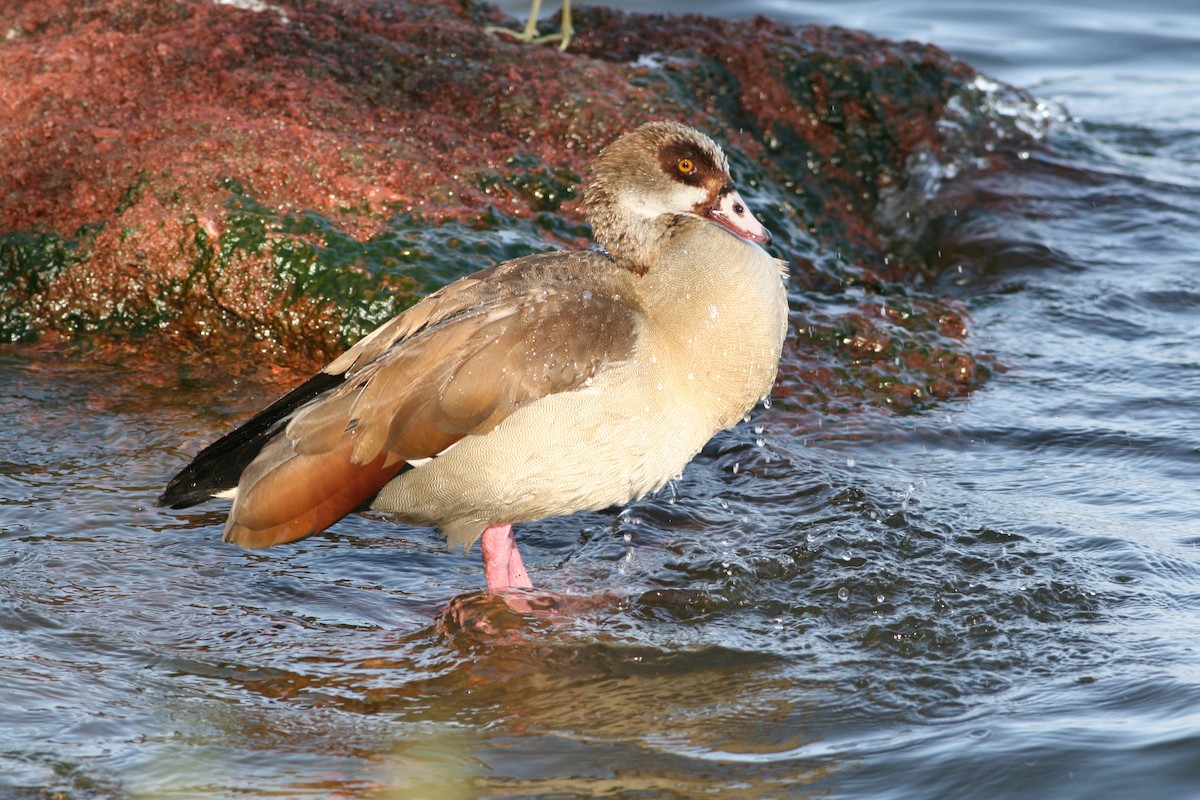 Egyptian Goose - ML364548301