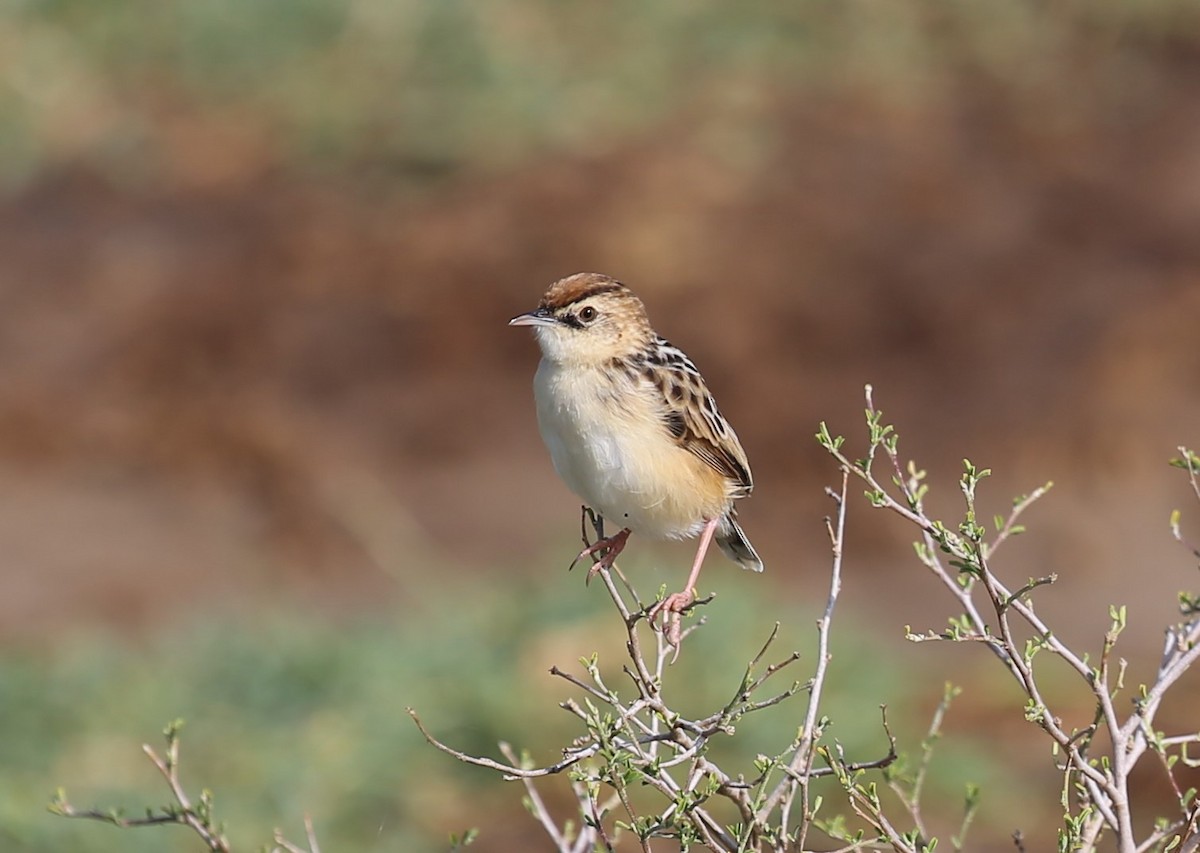 Pectoral-patch Cisticola - ML364551961