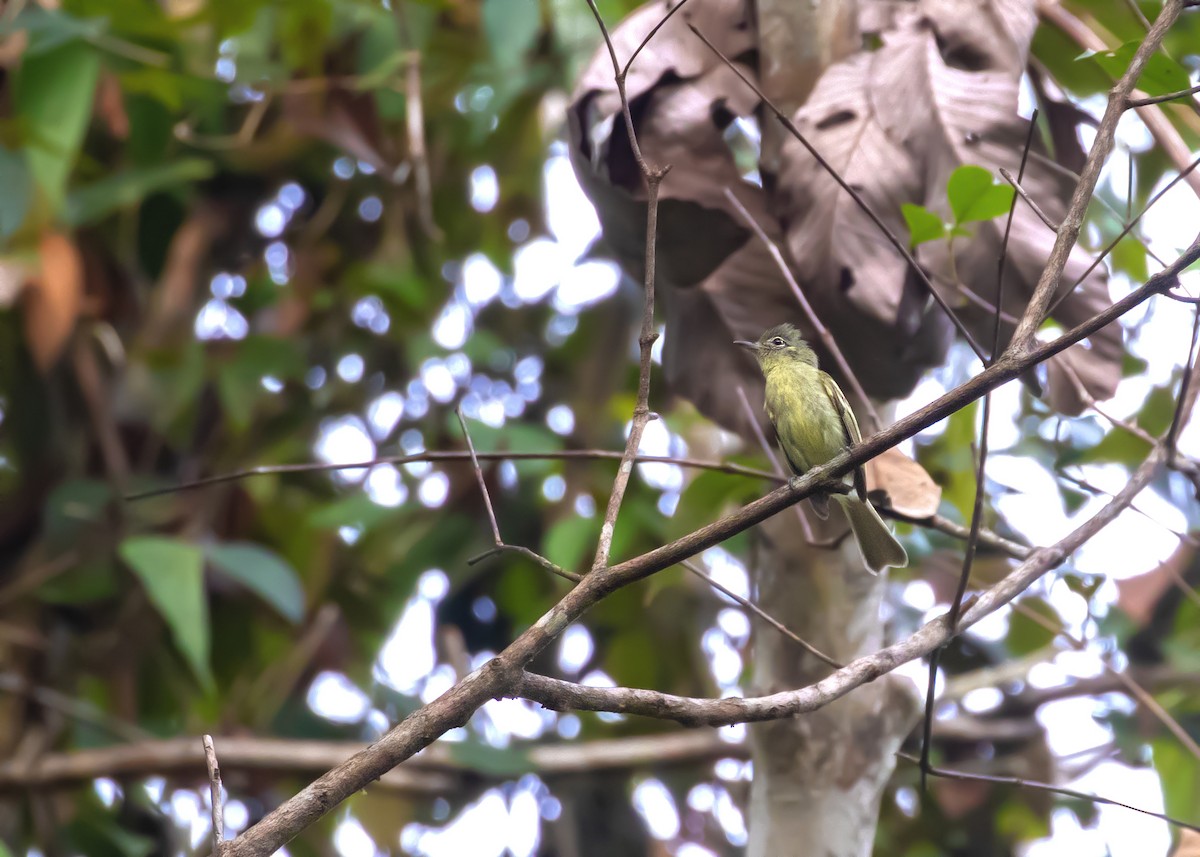 Olive-green Tyrannulet - ML364552121