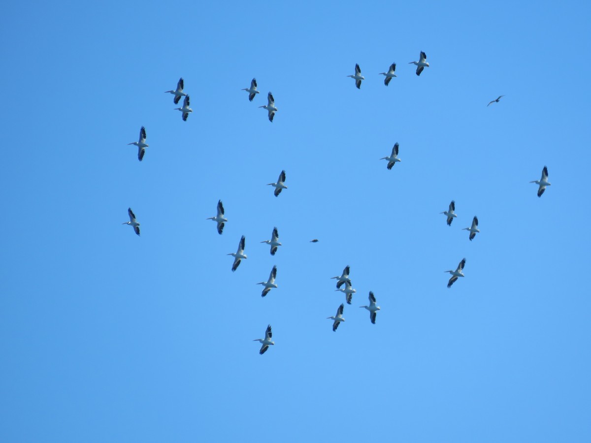 American White Pelican - ML36455441