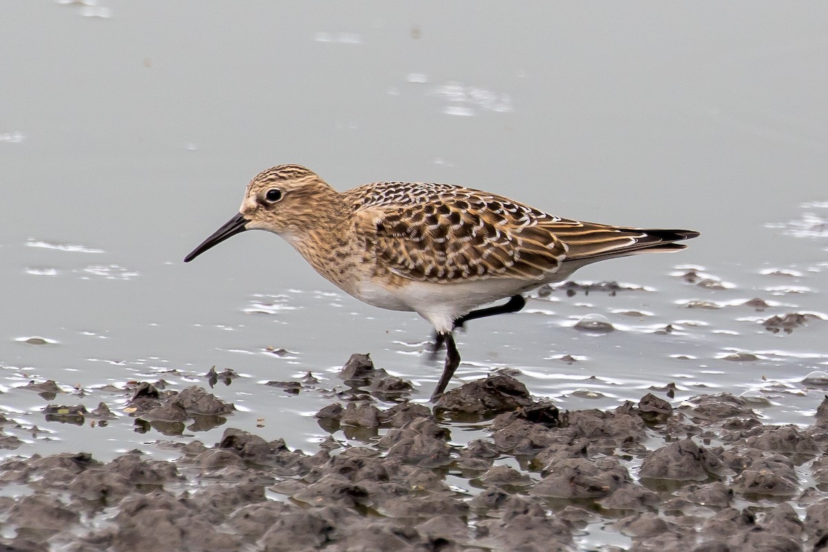 gulbrystsnipe - ML364554661