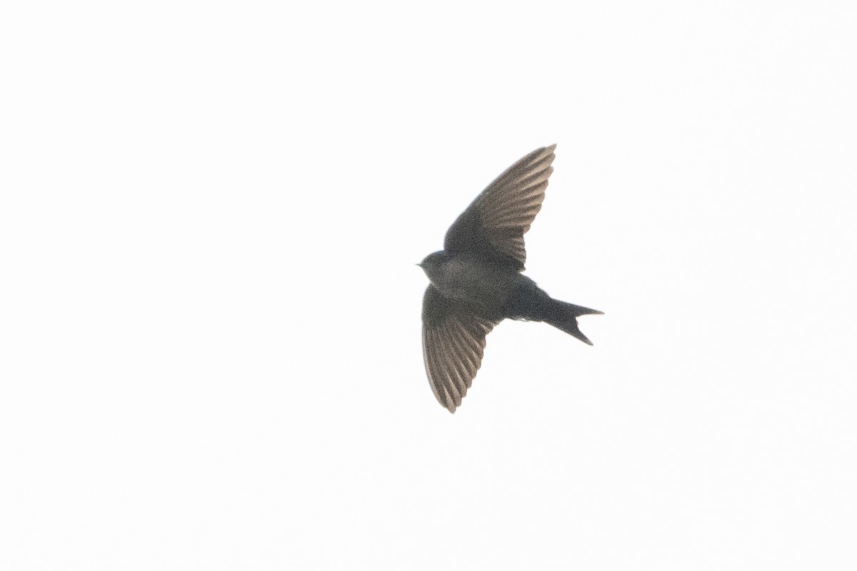 Brown-bellied Swallow - ML364557271