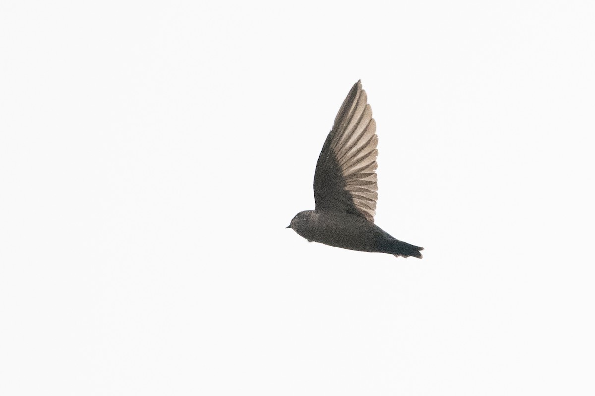 Brown-bellied Swallow - ML364557281