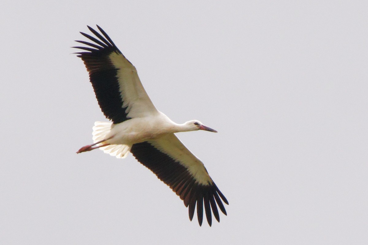 White Stork - ML364558371