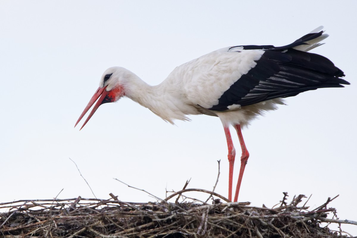 White Stork - ML364558391