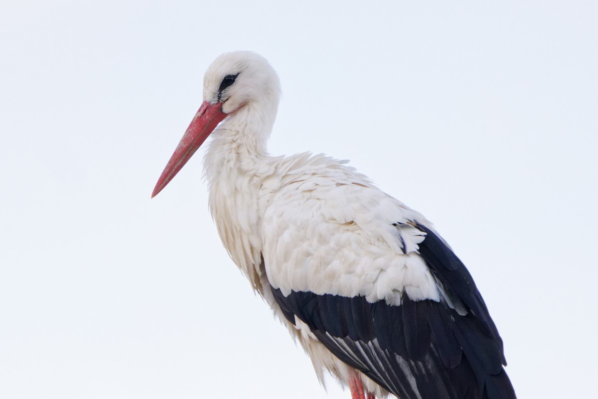 White Stork - ML364558431