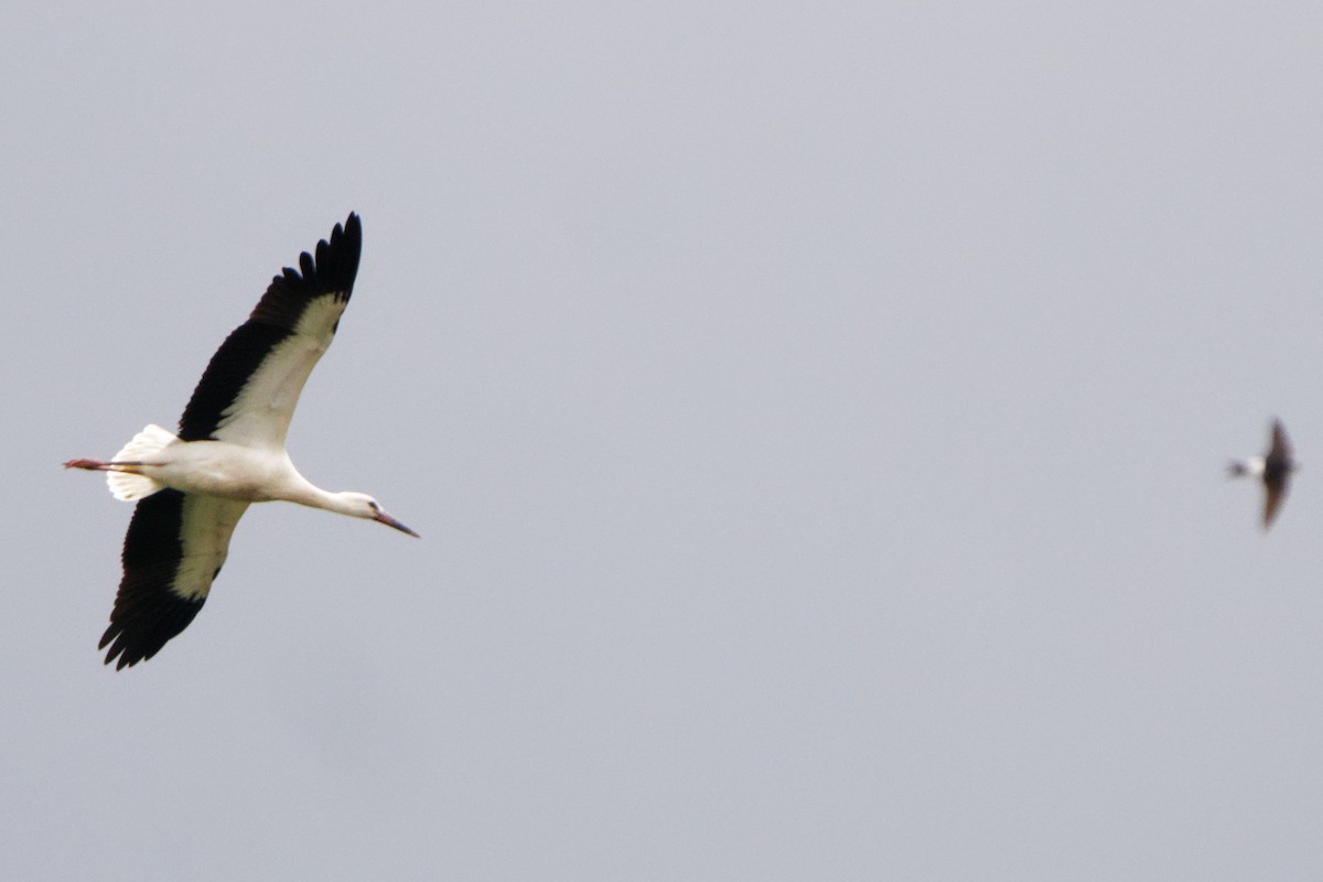 White Stork - ML364558451