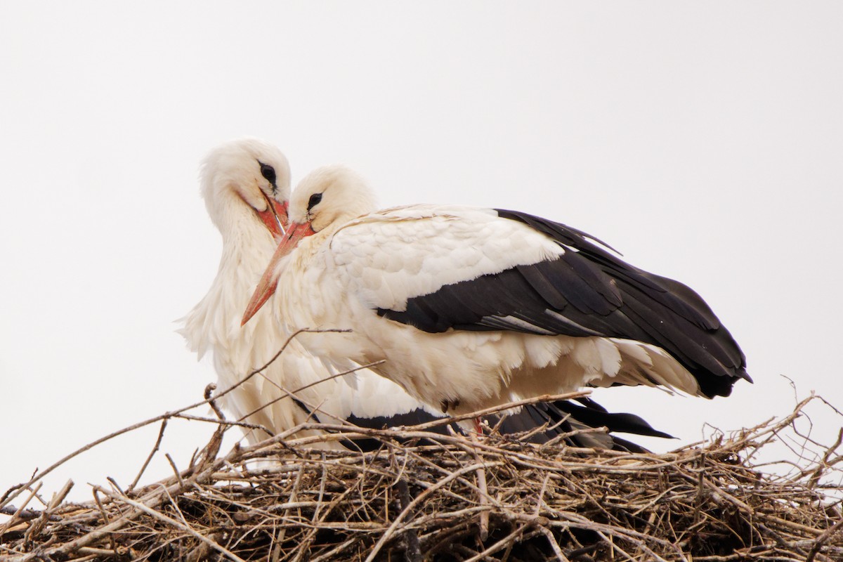 White Stork - Susanne Meyer