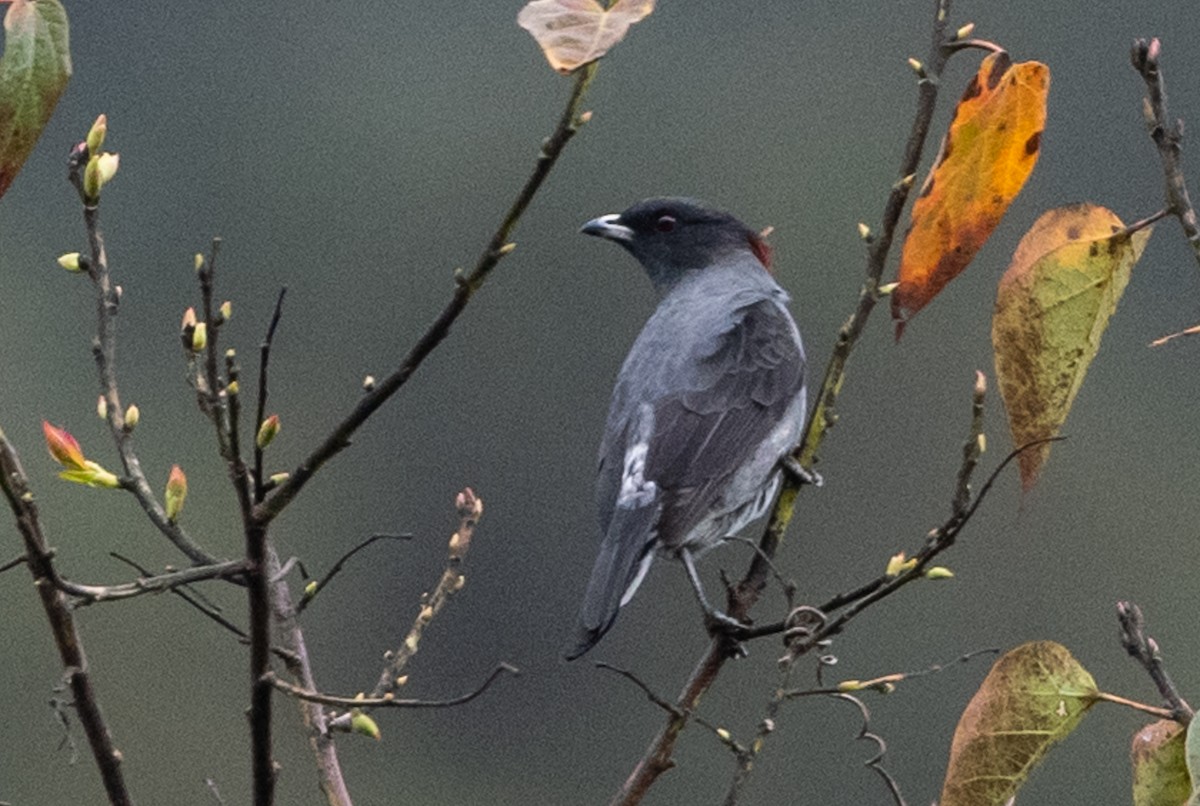 Red-crested Cotinga - ML364558881