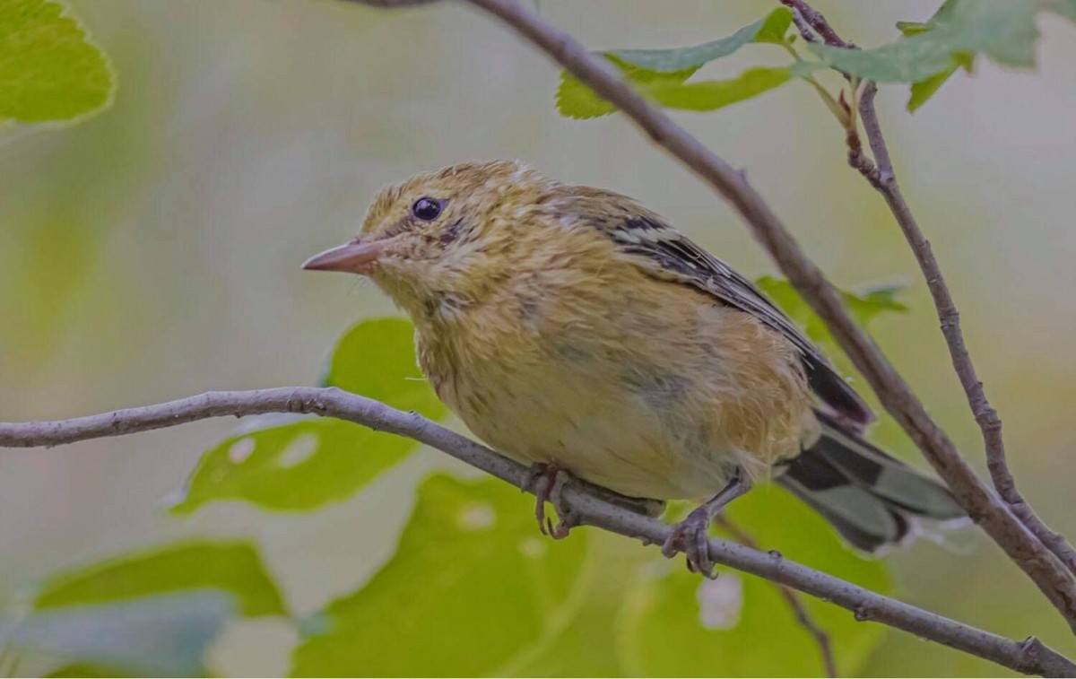 Bay-breasted Warbler - ML364558981