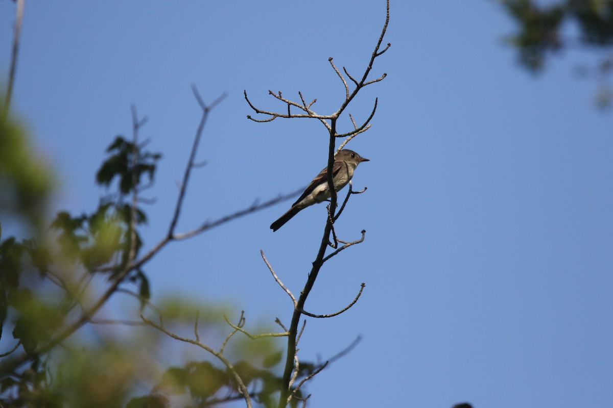 Eastern Wood-Pewee - ML364559121