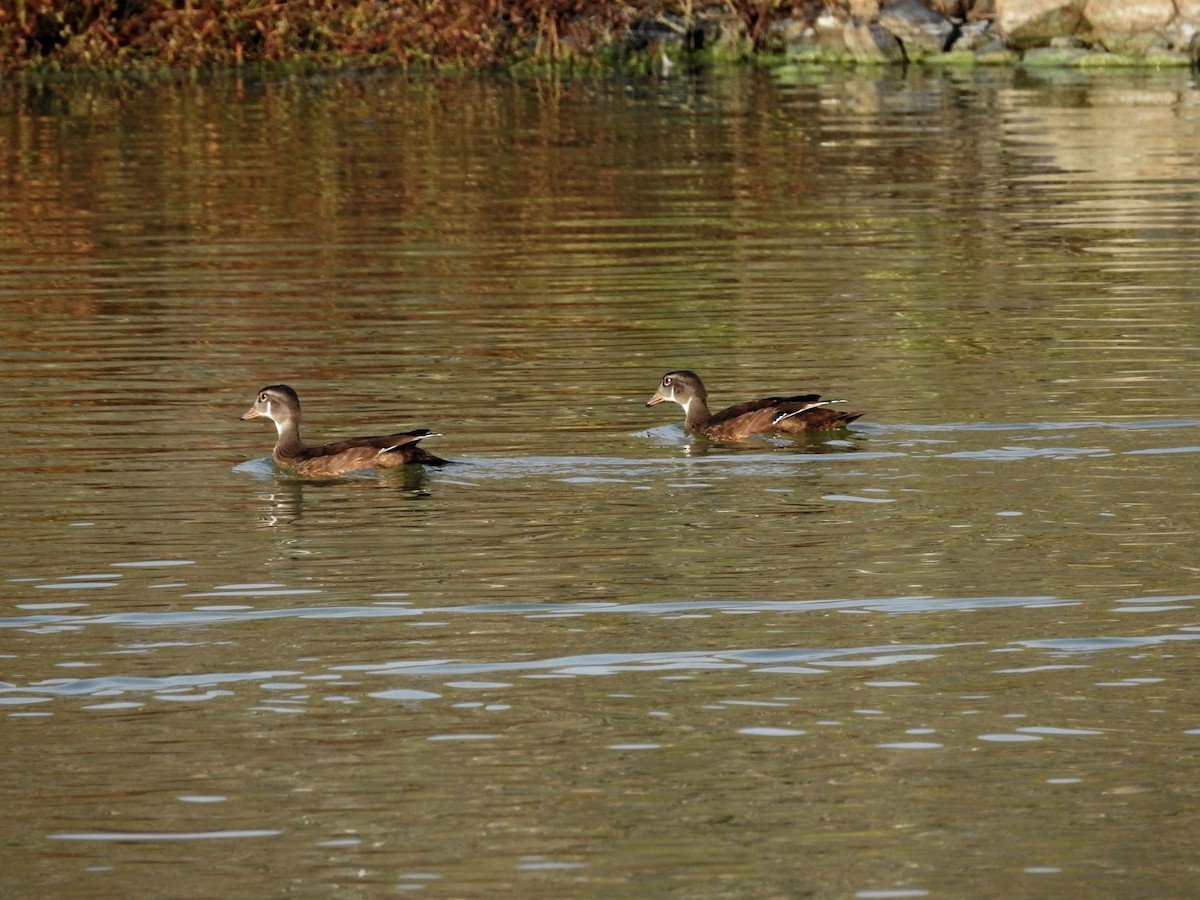 Wood Duck - ML364560741