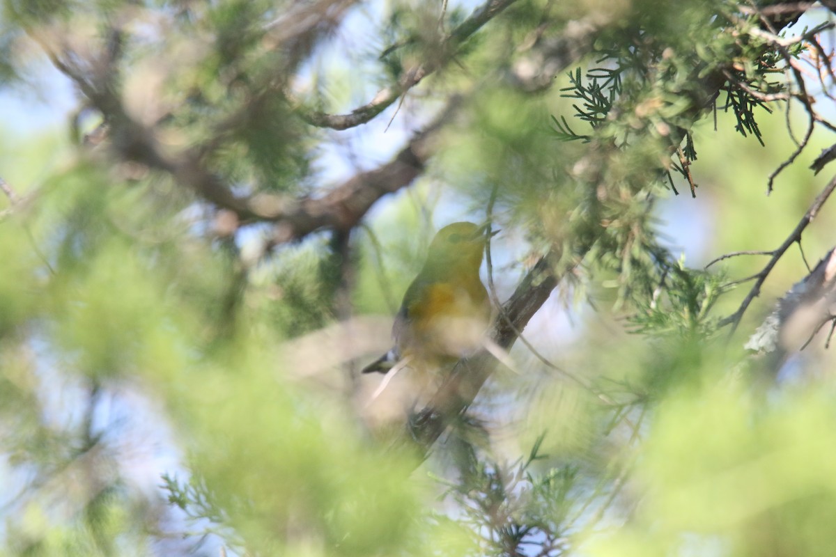 Prothonotary Warbler - ML364560951