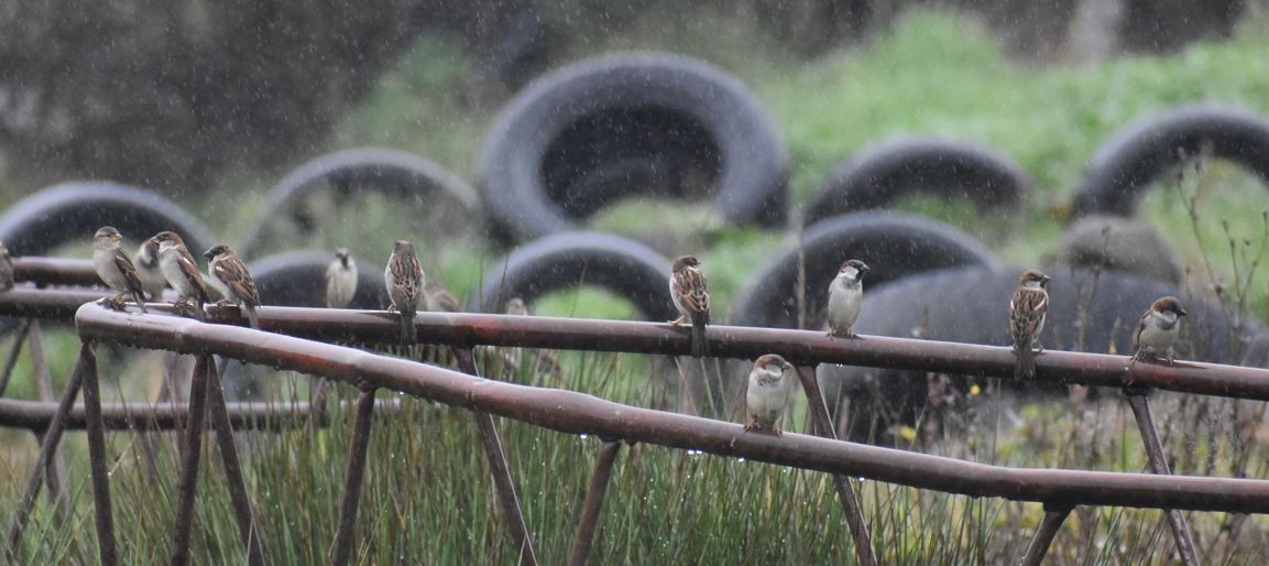 House Sparrow - Felipe Undurraga