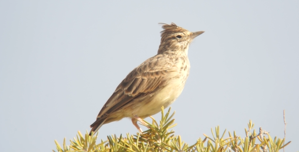 Thekla's Lark - ML364561541