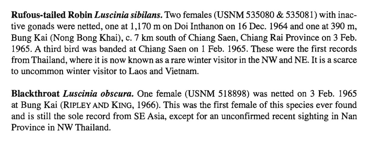 Rufous-tailed Robin - Bird Conservation Society of Thailand