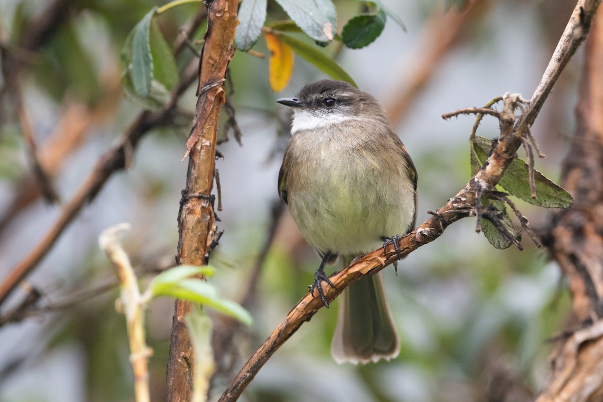 White-throated Tyrannulet - Adam Jackson