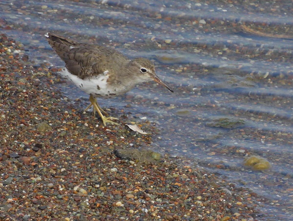 Spotted Sandpiper - Nick & Jane