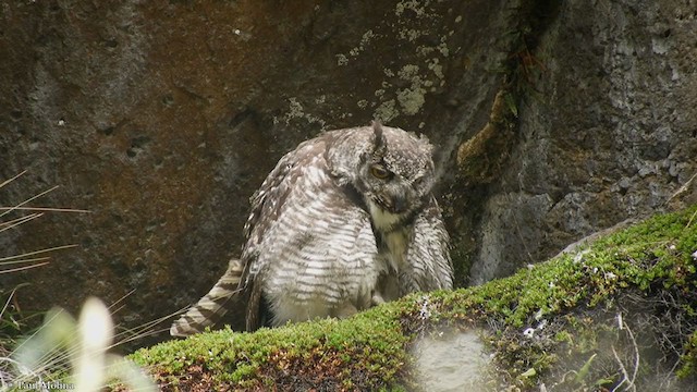 Great Horned Owl - ML364562371
