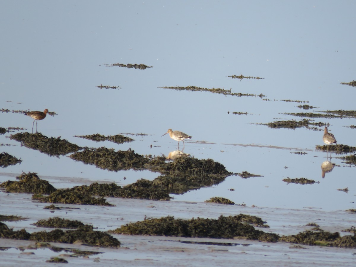 Black-tailed Godwit - ML364562721