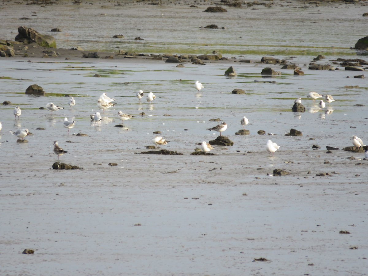 Black-headed Gull - ML364563051