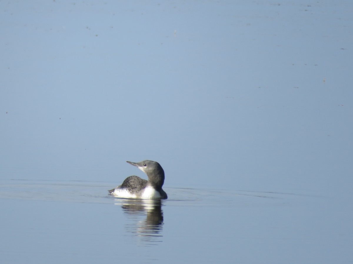 Red-throated Loon - ML364563141