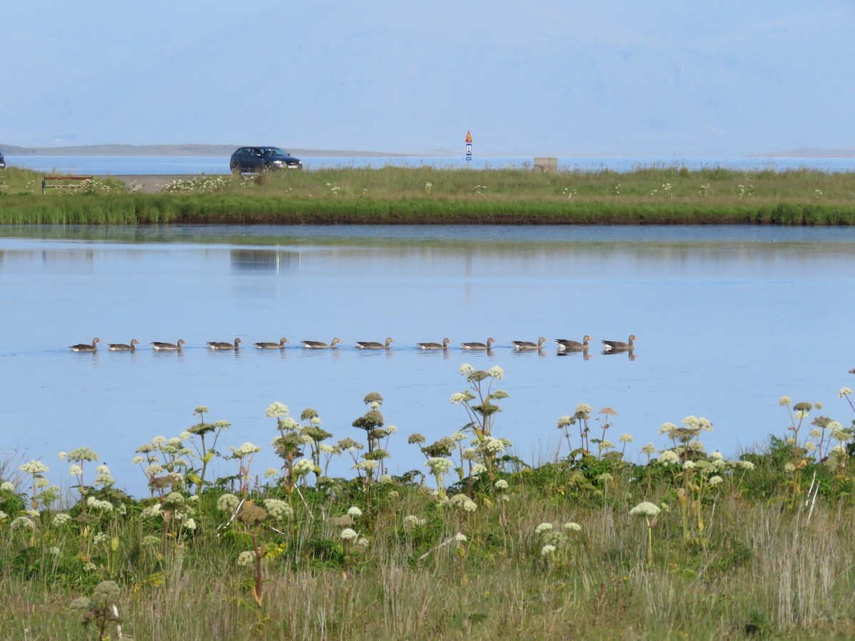 Graylag Goose - ML364563211