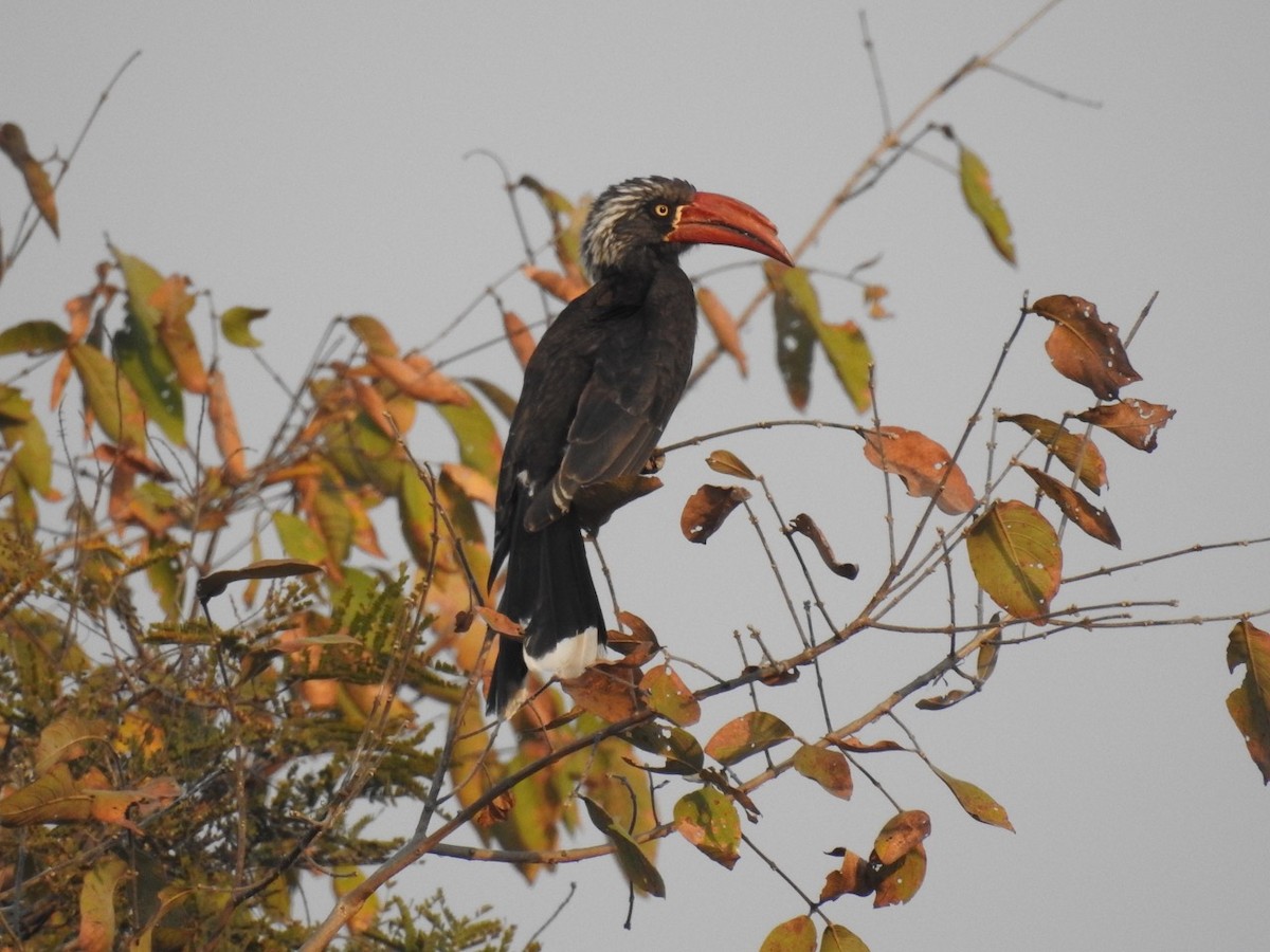 Crowned Hornbill - Alastair Newton