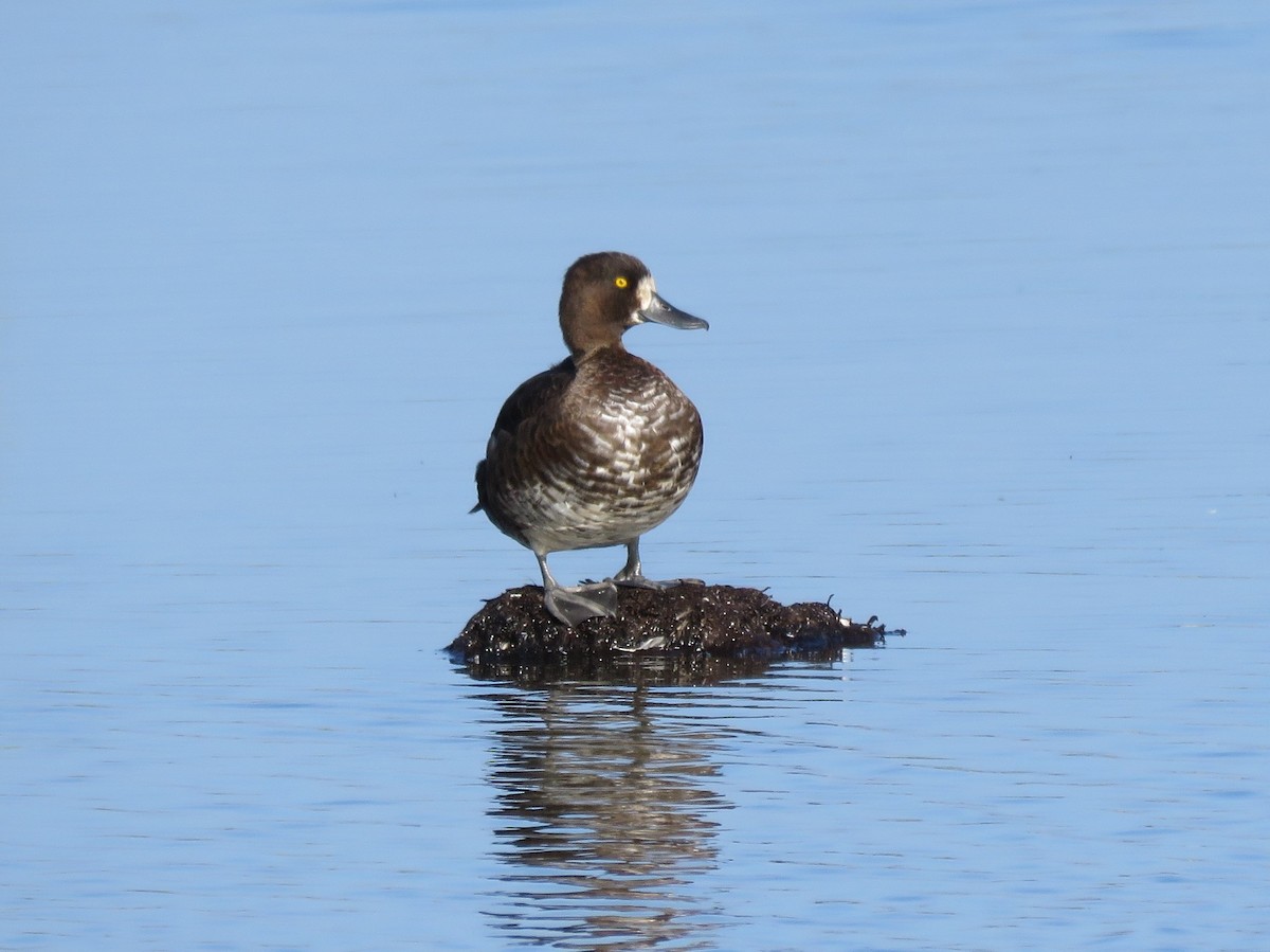 Tufted Duck - ML364563611