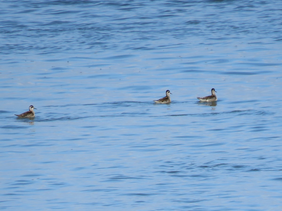 Red-necked Phalarope - ML364563871