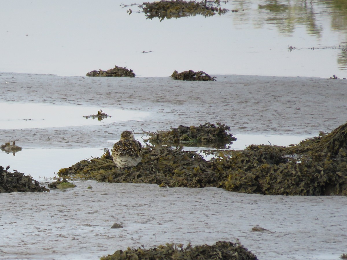 European Golden-Plover - Naomi Porat