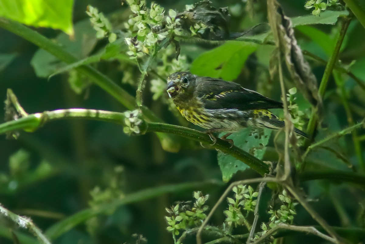 Mountain Serin - ML364564531