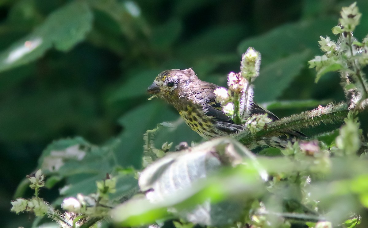 Mountain Serin - ML364564541