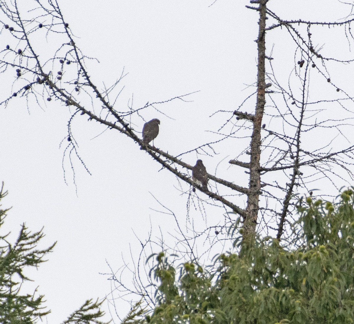 Eurasian Sparrowhawk - ML364564551