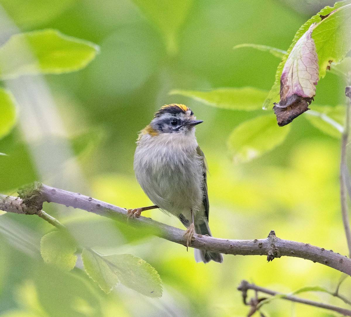 Common Firecrest - ML364564581