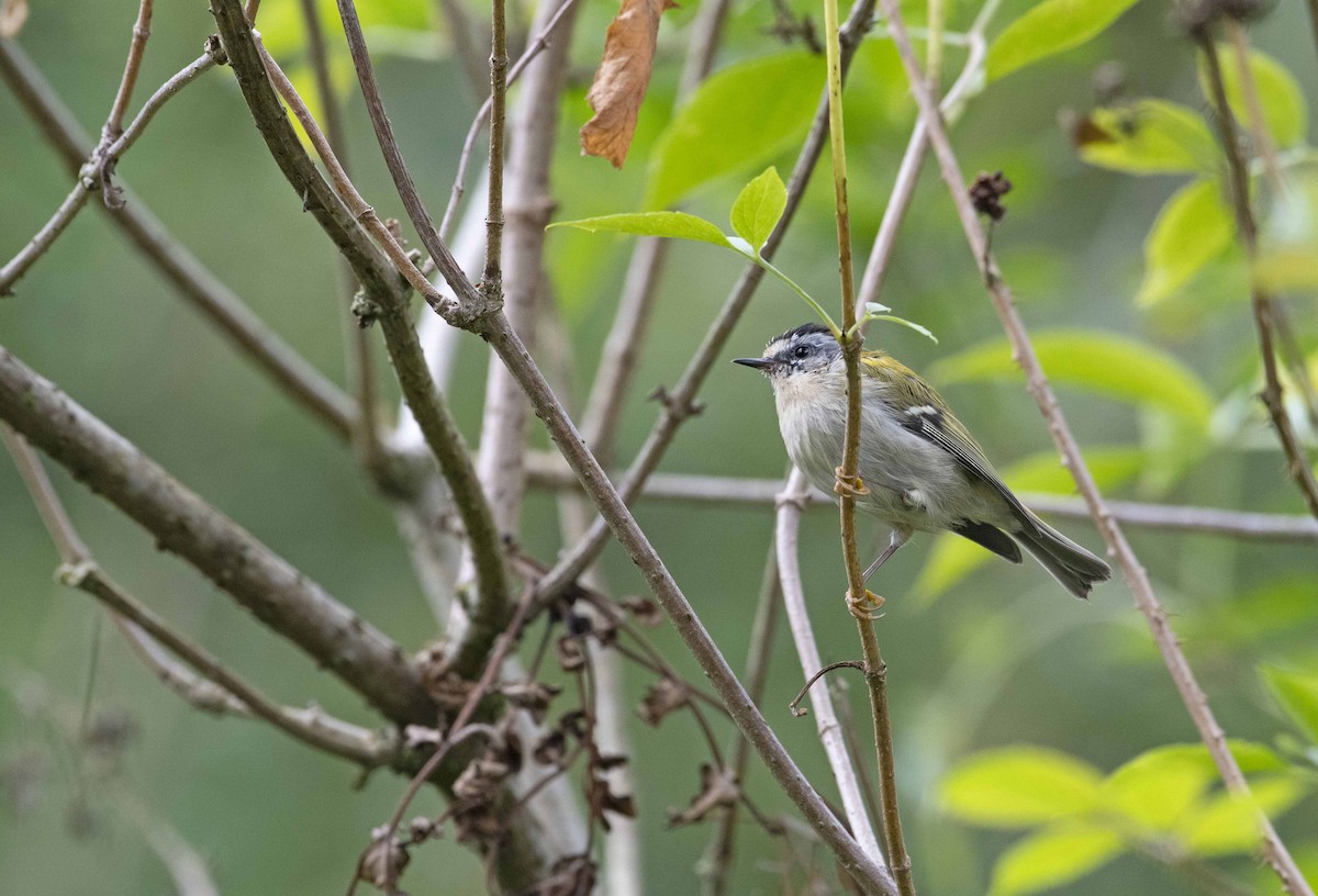 Common Firecrest - ML364564591