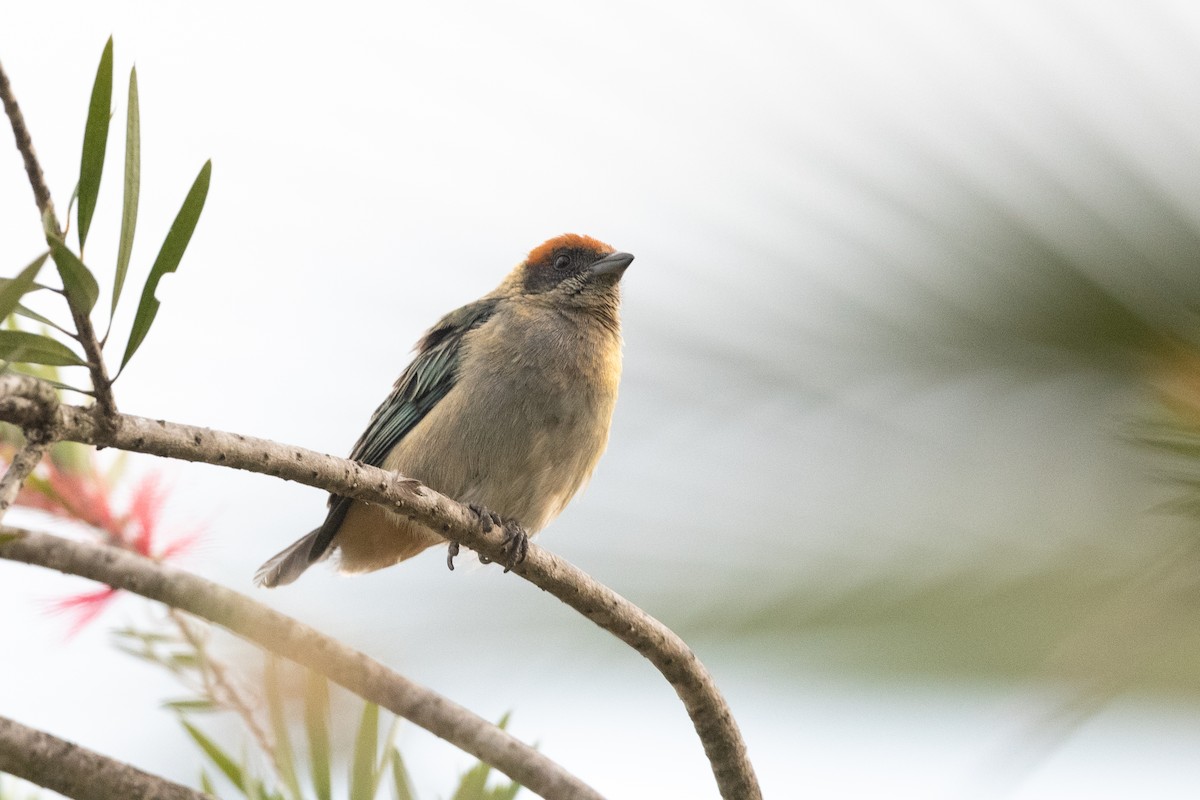 Scrub Tanager - ML364565111