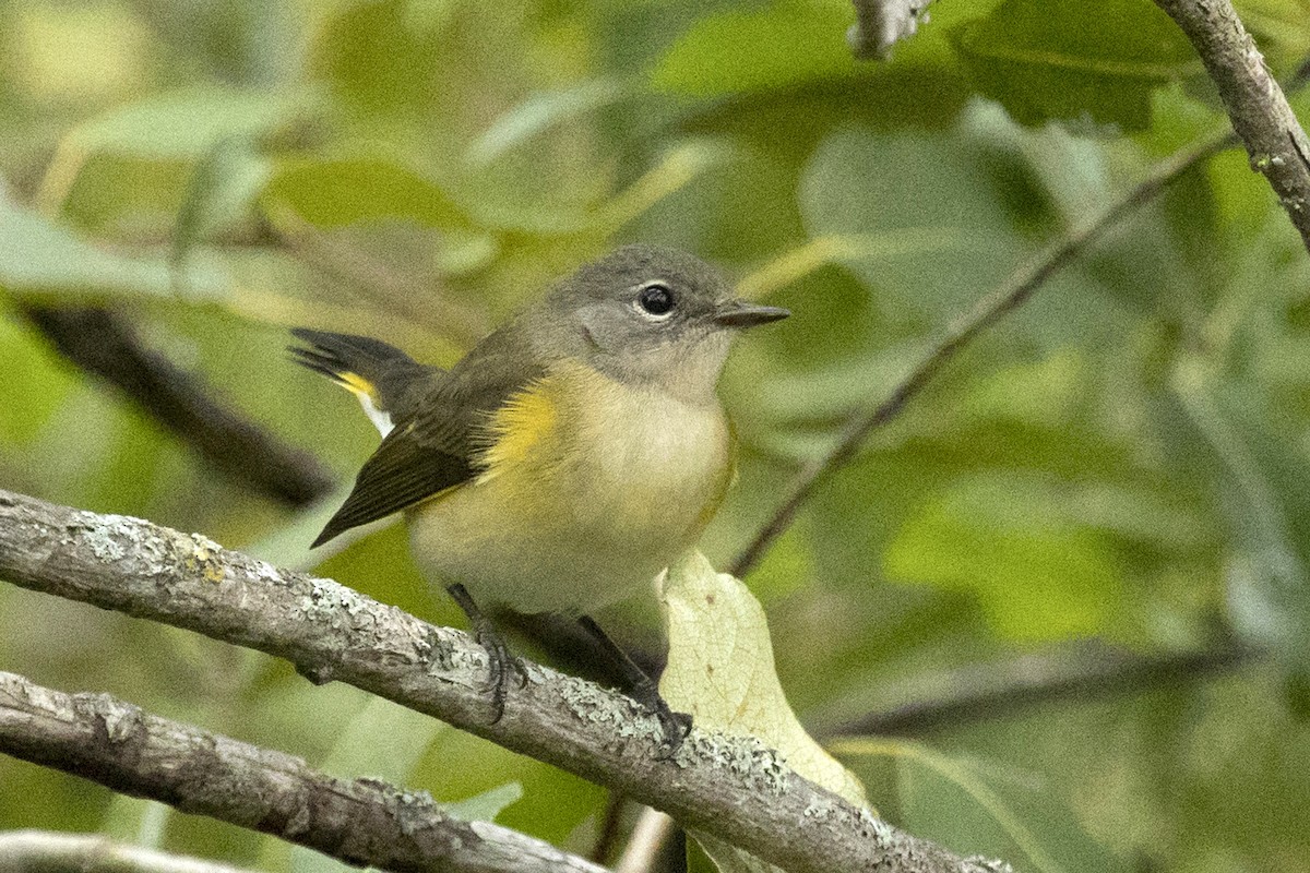 American Redstart - ML364565341