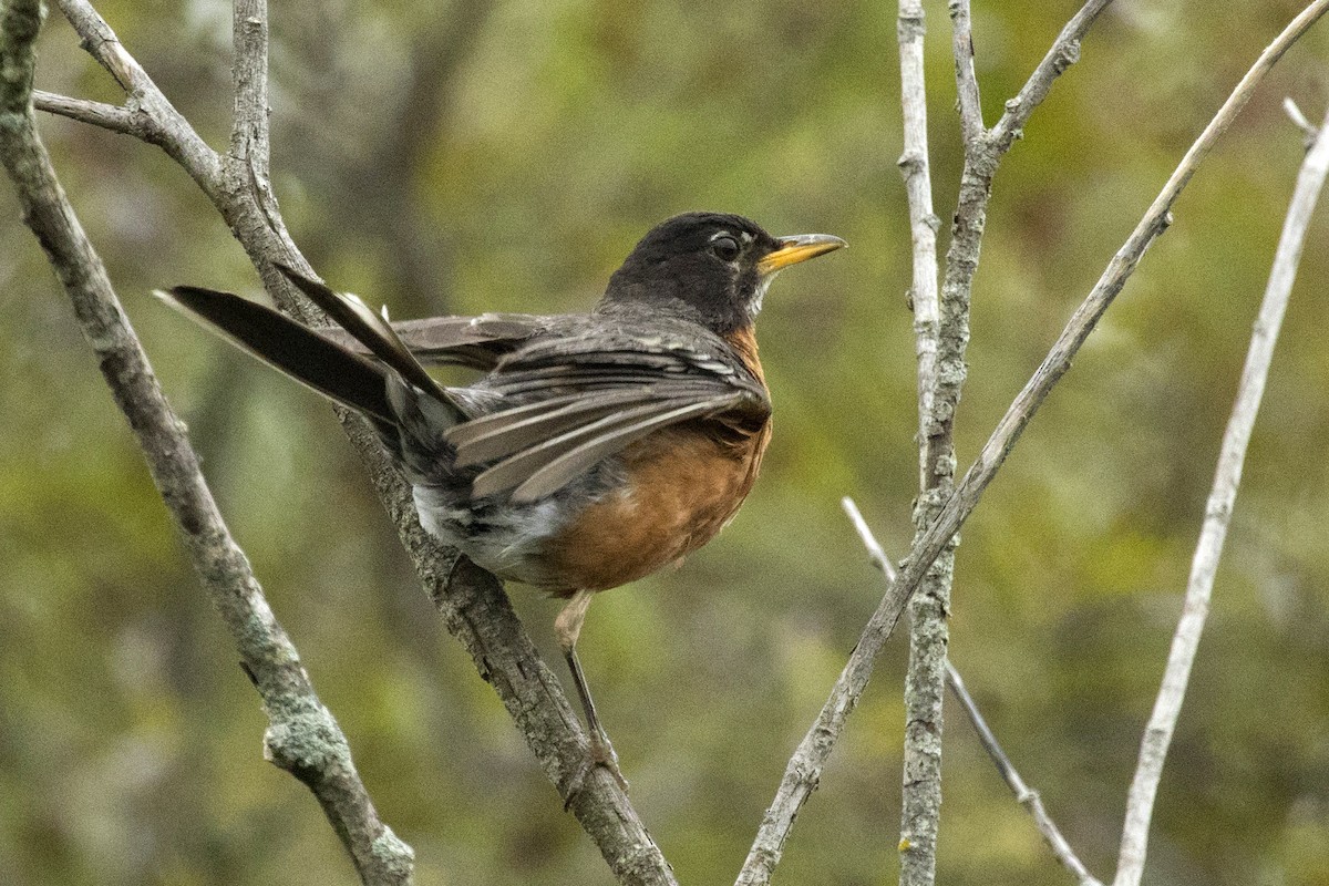 American Robin - ML364565411