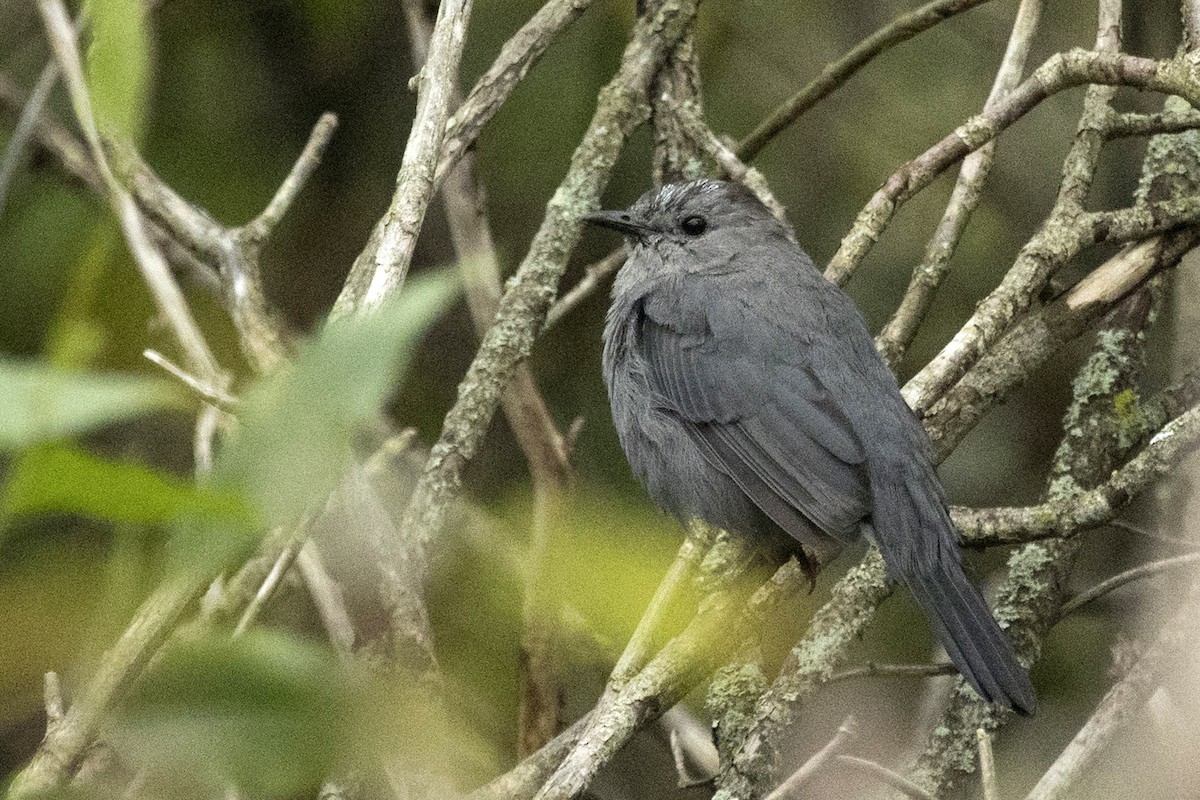 Gray Catbird - ML364565601