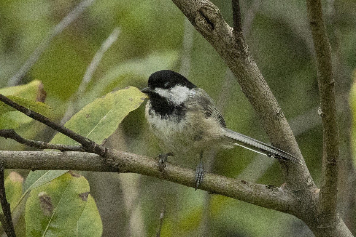 Black-capped Chickadee - ML364565691