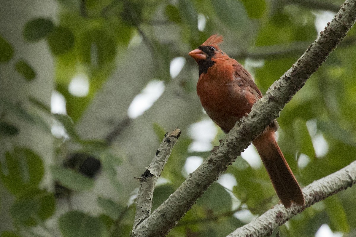 Northern Cardinal - ML364565721