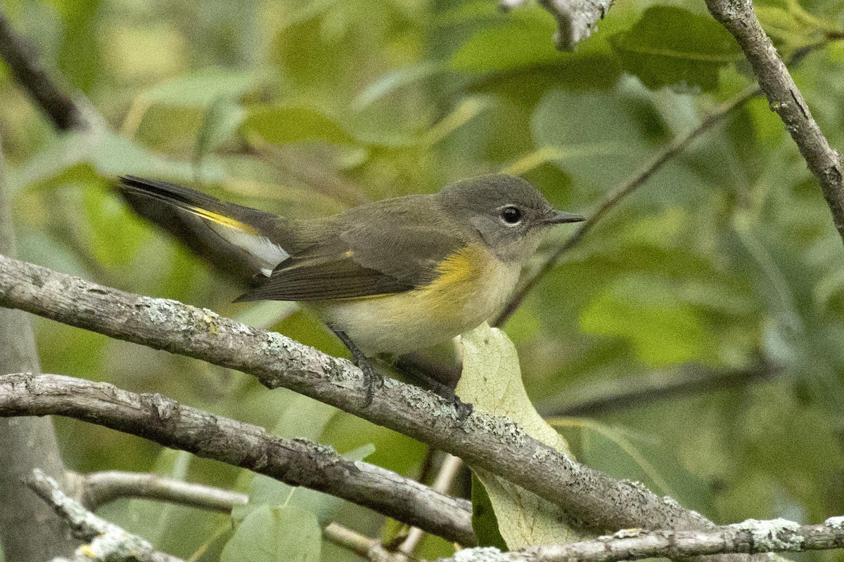 American Redstart - ML364566171