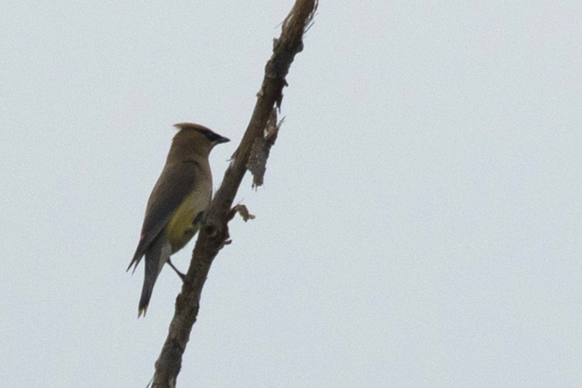 Cedar Waxwing - ML364566891