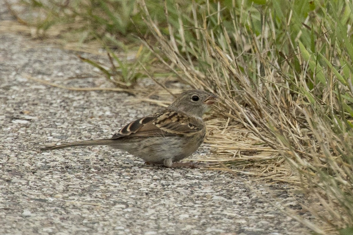 House Sparrow - ML364567081