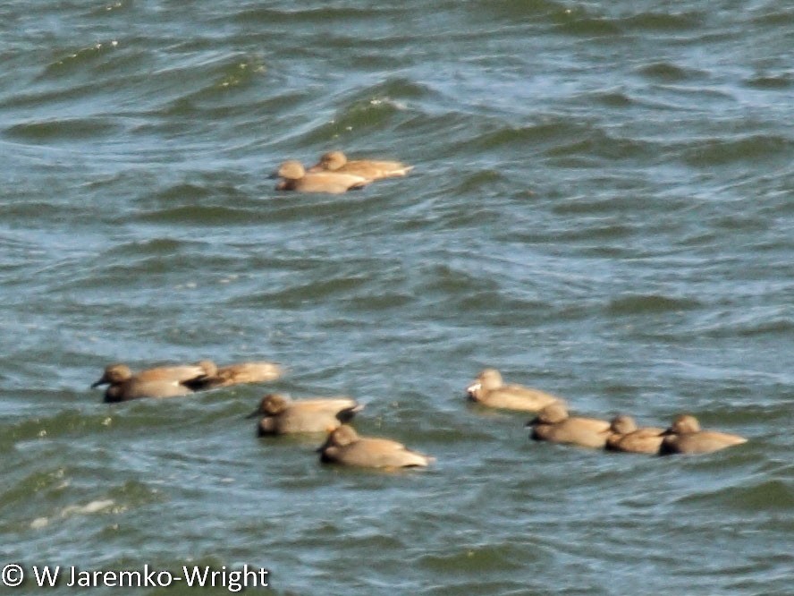 Gadwall - ML36456711