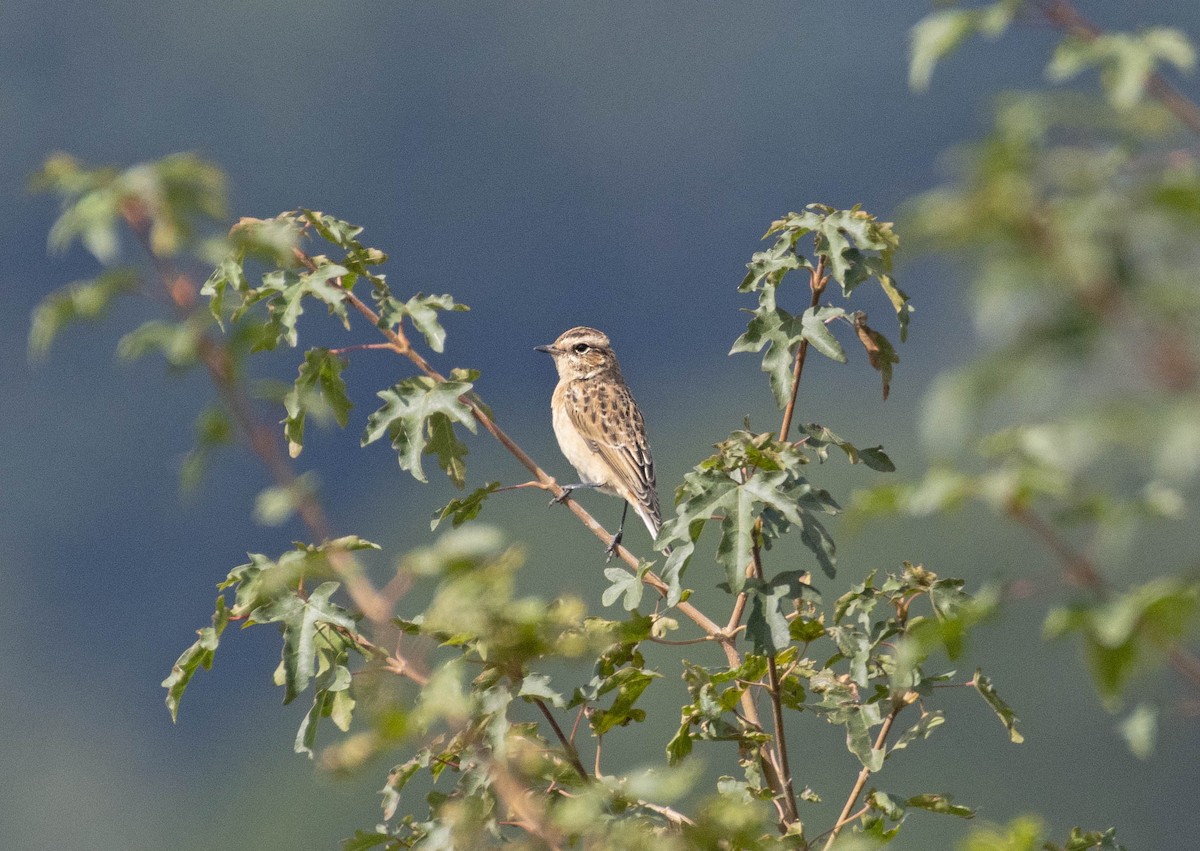 Whinchat - ML364568431