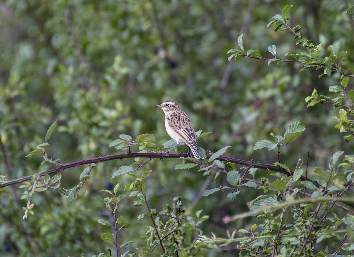 Whinchat - ML364568441